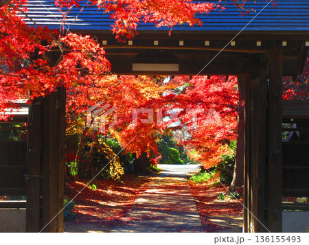 秋の紅葉が美しい埼玉県川口市の秋の興禅院の風景（2025年撮影） 136155493