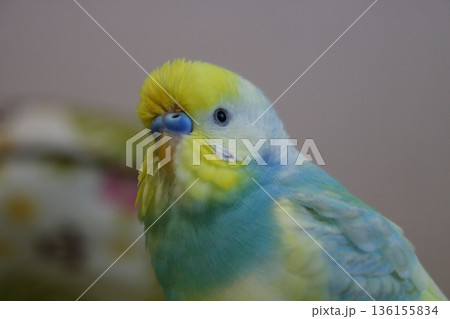 遠くを見つめるセキセイインコ 136155834