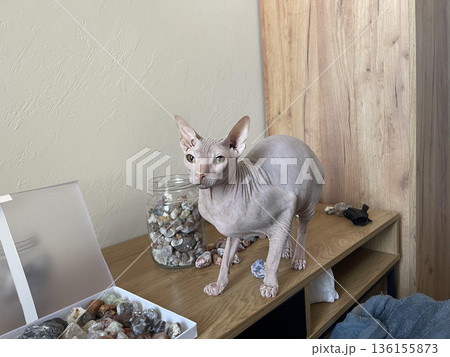 a hairless cat standing on a table with a box of rocks a hairless cat standing on a table with a box of rocks 136155873