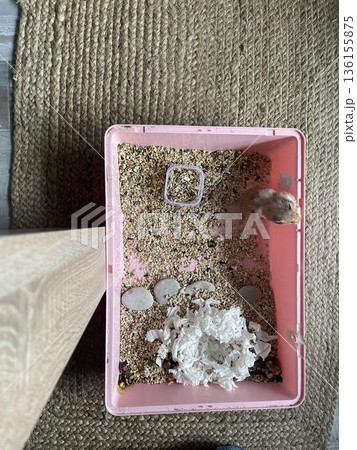 empty pink box with hamster on the floor. top view empty pink box with hamster on the floor. top view 136155875