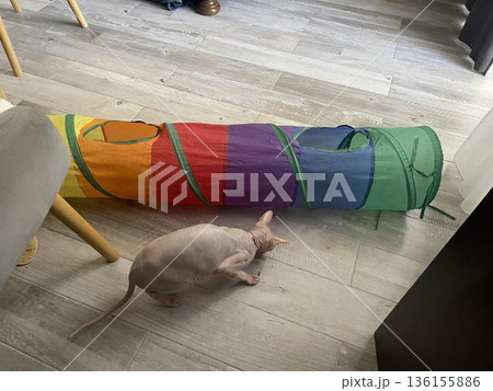 a cat is sitting on the floor next to a colorful pipe a cat is sitting on the floor next to a colorful pipe 136155886
