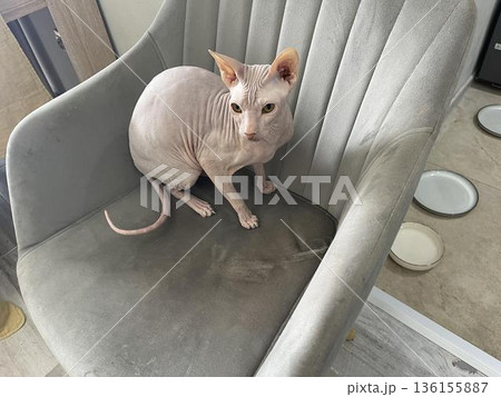 a sphy cat sitting on a chair 136155887