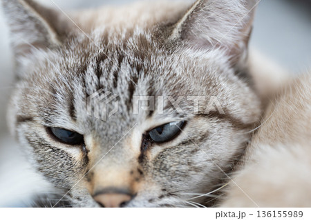 見つめる猫　シャムトラ猫 136155989