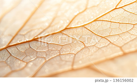Sunlight illuminating delicate leaf veins creates an intricate pattern, revealing the stunning beauty and complexity found in nature's design during the golden hour of autumn 136156002