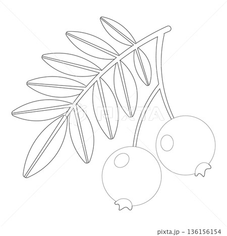 Simple Outline Drawing of Two Fresh Berries on a Branch with Leaves - Minimalist Line Art Vector Illustration 136156154