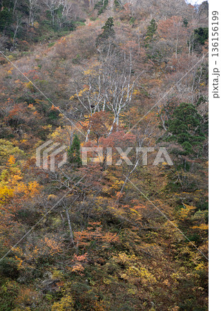 称名滝周辺の美しい紅葉 136156199