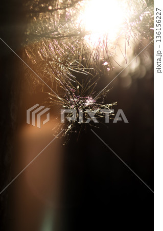 Sun rays through pine needles with dew drops, warm forest glow. Golden sunlight piercing pine branches with sparkling dew. Vertical nature background shiny Sun rays through pine needles with dew drops, warm forest glow. Golden sunlight piercing pine branches with sparkling dew. Vertical nature background shiny 136156227