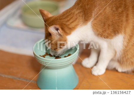 キャットフードを食べる猫 茶トラ白 キャットフードを食べる猫 茶トラ白 136156427
