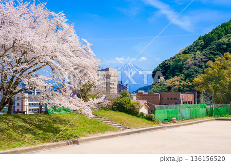〈鳥取県〉米子城跡　二の丸跡のテニスコートの桜と大山　4月 136156520