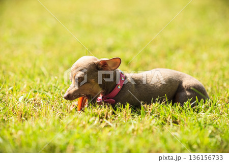 Little dog playing outside 136156733