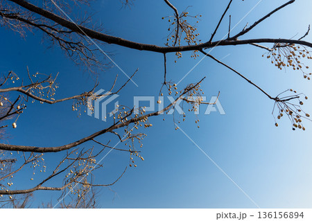 真冬の栴檀の実 真冬の栴檀の実 136156894