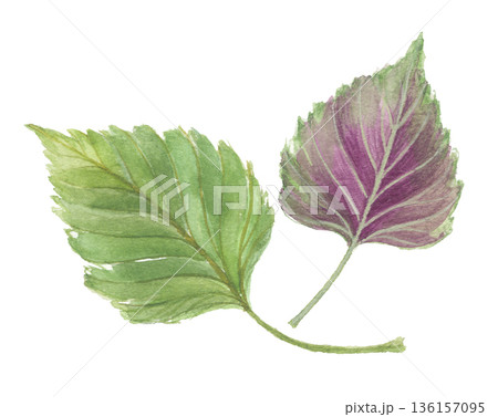 水彩で描いたエゴマの葉 水彩で描いたエゴマの葉 136157095
