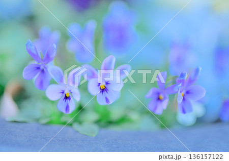 うさぎの顔に見える可愛いビオラの花 136157122