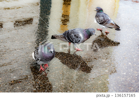 雨上がりの路面を歩く三羽の鳩と水たまりの反射 136157165