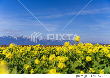 真冬の菜の花と雪の稜線 136157267