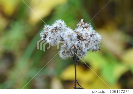 ヒヨドリバナの綿毛 136157274