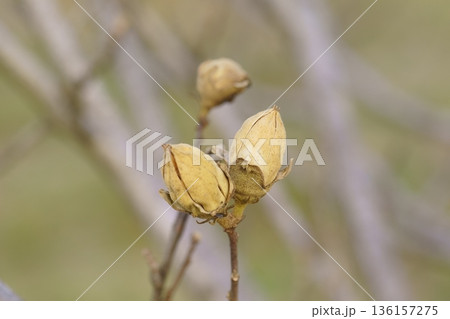 ムクゲの果実 136157275