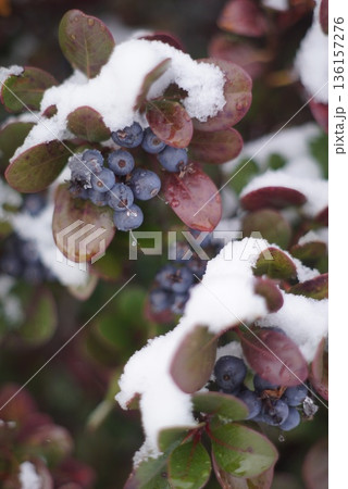 雪を被ったシャリンバイ 136157276