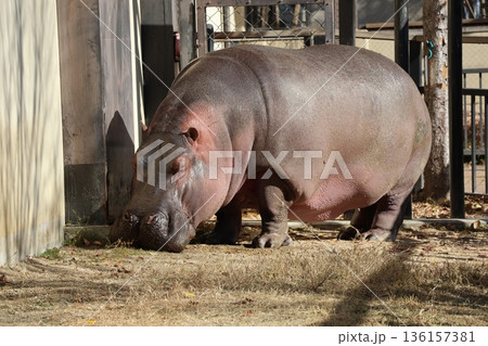 カバのいる動物園の風景 136157381