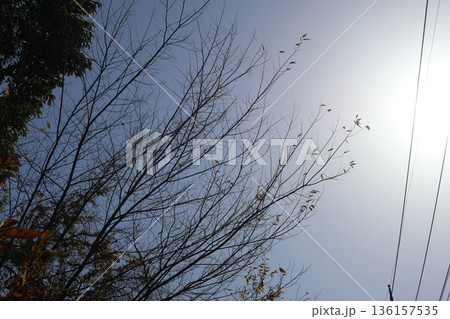 白く輝く太陽と青空と電線と冬枯れの木の枝の風景 白く輝く太陽と青空と電線と冬枯れの木の枝の風景 136157535