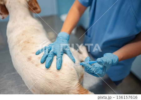 Caring veterinarian administers vaccine to a dog in clinic 136157616