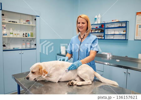 Caring veterinarian examines dog in a bright clinic setting 136157621