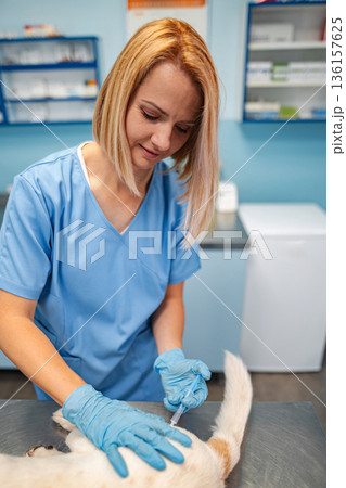 Veterinarian caring for a young pet in a bright clinic environment Veterinarian caring for a young pet in a bright clinic environment 136157625