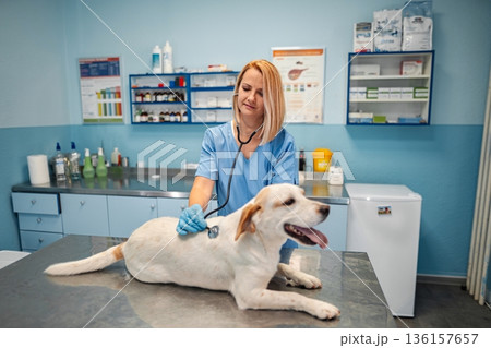 Caring veterinarian examines a white dog in a bright clinic Caring veterinarian examines a white dog in a bright clinic 136157657