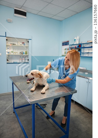 Caring for a friendly dog in a veterinary clinic during daylight hours Caring for a friendly dog in a veterinary clinic during daylight hours 136157660