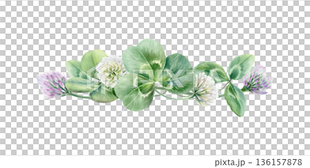 White and lilac clover flowers with triple leafs,symbolizing natural support for womens health during menopause.Soft watercolor illustration for wellness brands,healthcare blogs,feminine care design 136157878