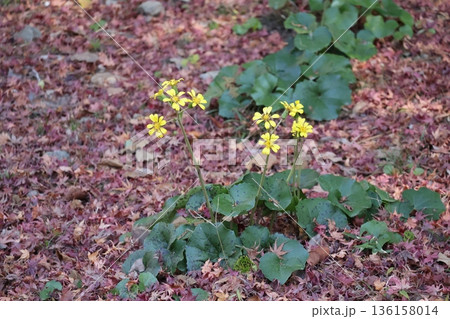 赤く色づくもみじの枯れ葉の落ち葉の地面に緑の葉と黄色い花びらのツワブキの花の咲く風景 136158014