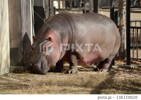 でっかいカバのいる動物園の風景 でっかいカバのいる動物園の風景 136158020