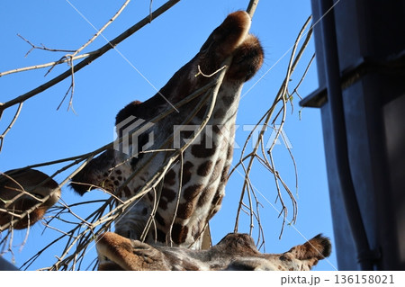 餌の木を食べるキリンのいる動物園と青空の風景 136158021