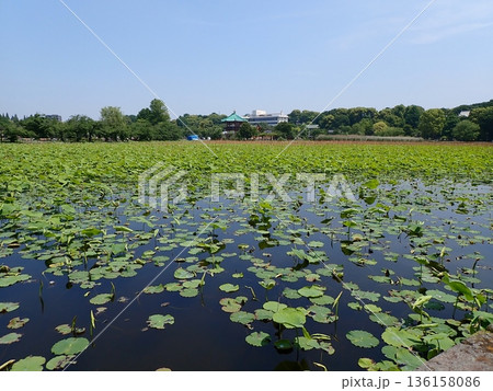不忍池　不忍池辯天堂 136158086