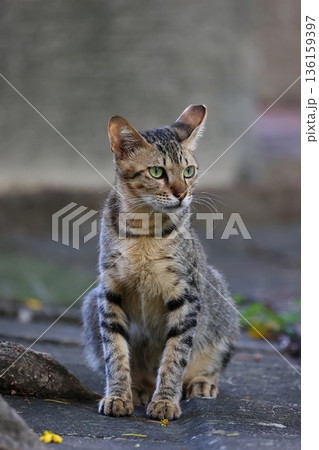 野良猫 のらねこ ノラ猫 136159397