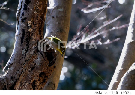 梅の木に止まるメジロ 136159576
