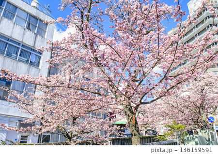 静岡県熱海市 あたみ桜 糸川遊歩道 2月上旬 静岡県熱海市 あたみ桜 糸川遊歩道 2月上旬 136159591
