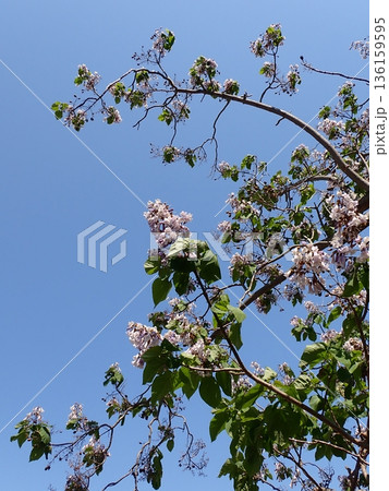 キリの花 キリの花 136159595