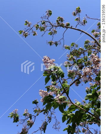 キリの花 キリの花 136159596