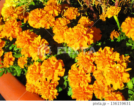 埼玉県川口市の川口駅前の花壇のマリーゴールドの花の風景 埼玉県川口市の川口駅前の花壇のマリーゴールドの花の風景 136159631