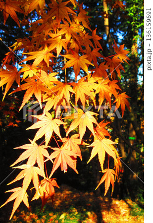イロハモミジの紅葉の風景 136159691