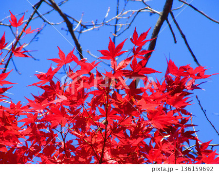 イロハモミジの紅葉の風景 イロハモミジの紅葉の風景 136159692