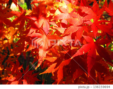 イロハモミジの紅葉の風景 イロハモミジの紅葉の風景 136159694