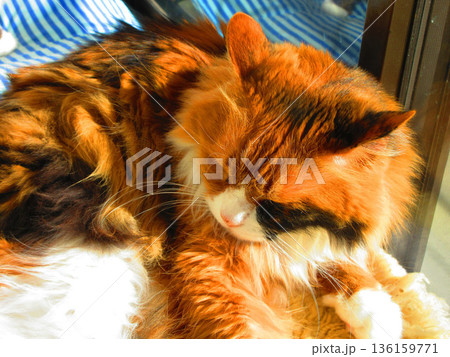 長毛種の三毛猫が日向ぼっこで眠っている風景 136159771