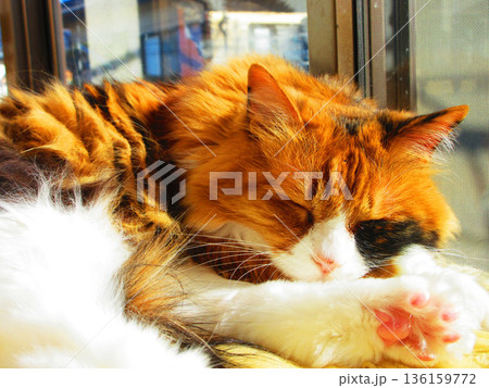 長毛種の三毛猫が日向ぼっこで眠っている風景 長毛種の三毛猫が日向ぼっこで眠っている風景 136159772