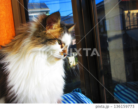 縞三毛猫のかわいい姿 136159773