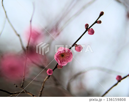 寒い1月に咲いた美しいピンク色の梅の花「未開紅(ミカイコウ)」 寒い1月に咲いた美しいピンク色の梅の花「未開紅(ミカイコウ)」 136159808