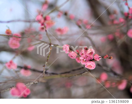 寒い1月に咲いた美しいピンク色の梅の花「未開紅(ミカイコウ)」 寒い1月に咲いた美しいピンク色の梅の花「未開紅(ミカイコウ)」 136159809