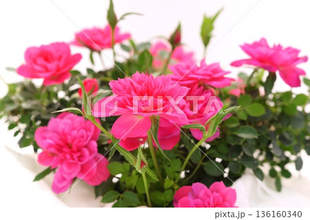 ミニバラ　薔薇の花　ピンク色　明るい背景 136160340
