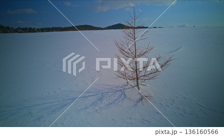 太陽に照らされる雪原の中に佇む木 136160566